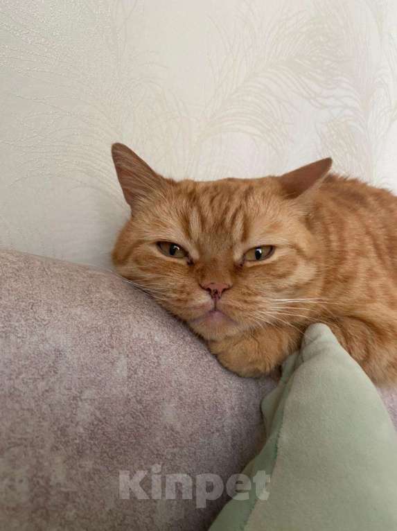 Кошки в Омске:  Пропал Мальчик, Бесплатно - фото 3