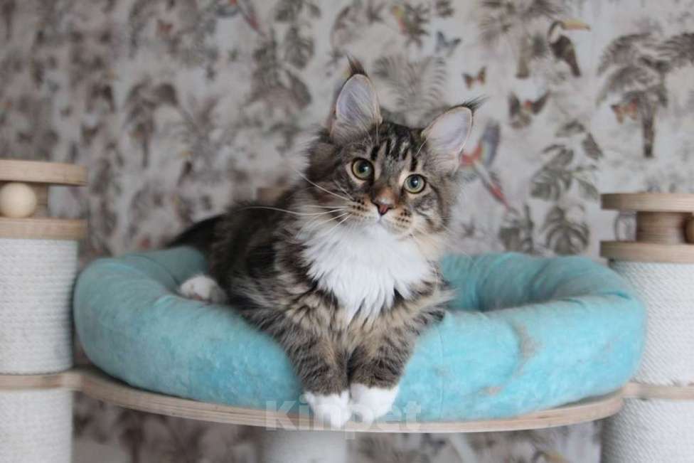 Кошки в Екатеринбурге: Котята мейнкун из питомника Ричкун - Екатеринбург Мальчик, 30 000 руб. - фото 6