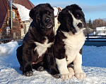 Собаки в Новосибирске: Щенки среднеазиатской овчарки Разнополые, Бесплатно - фото 1