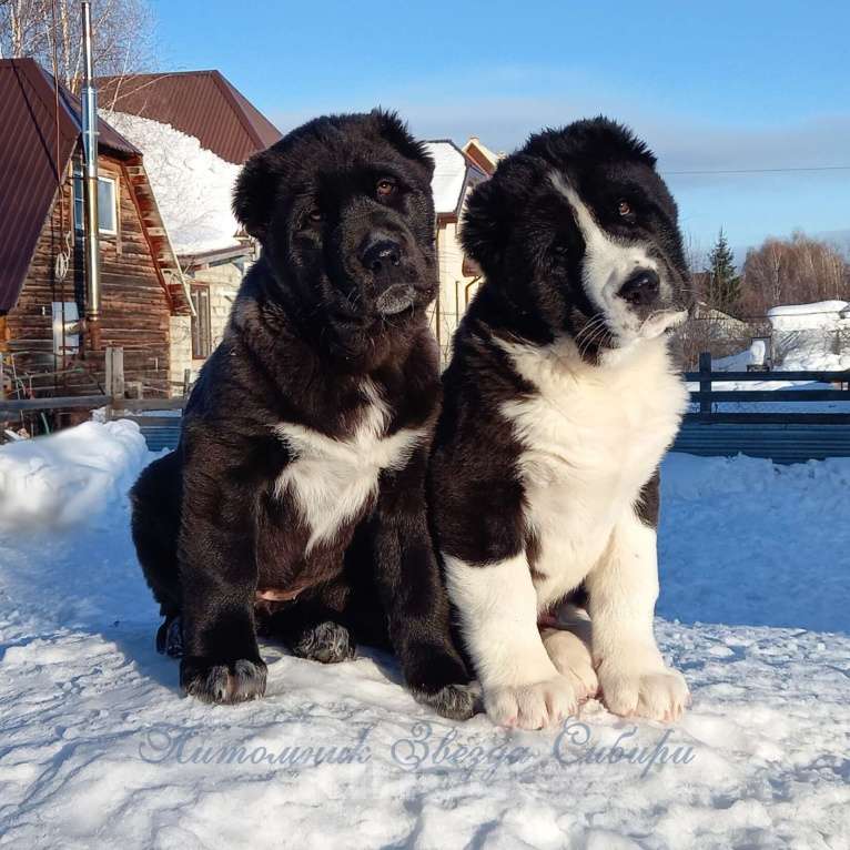 Собаки в Новосибирске: Щенки среднеазиатской овчарки Разнополые, Бесплатно - фото 1