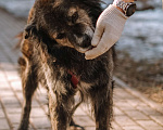 Собаки в Санкт-Петербурге: Карат из приюта в добрые руки Мальчик, Бесплатно - фото 7