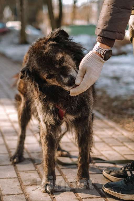 Собаки в Санкт-Петербурге: Карат из приюта в добрые руки Мальчик, Бесплатно - фото 7