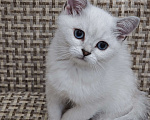 Кошки в Ангарске: Desi синеглазая  колор-поинт Девочка, Бесплатно - фото 2