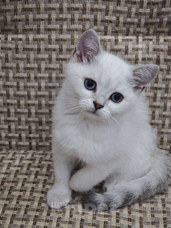 Кошки в Ангарске: Desi синеглазая  колор-поинт Девочка, Бесплатно - фото 2