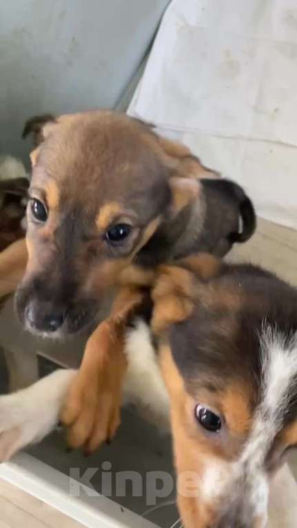 Собаки в Липецке: Щенки из приюта даром Девочка, Бесплатно - фото 4