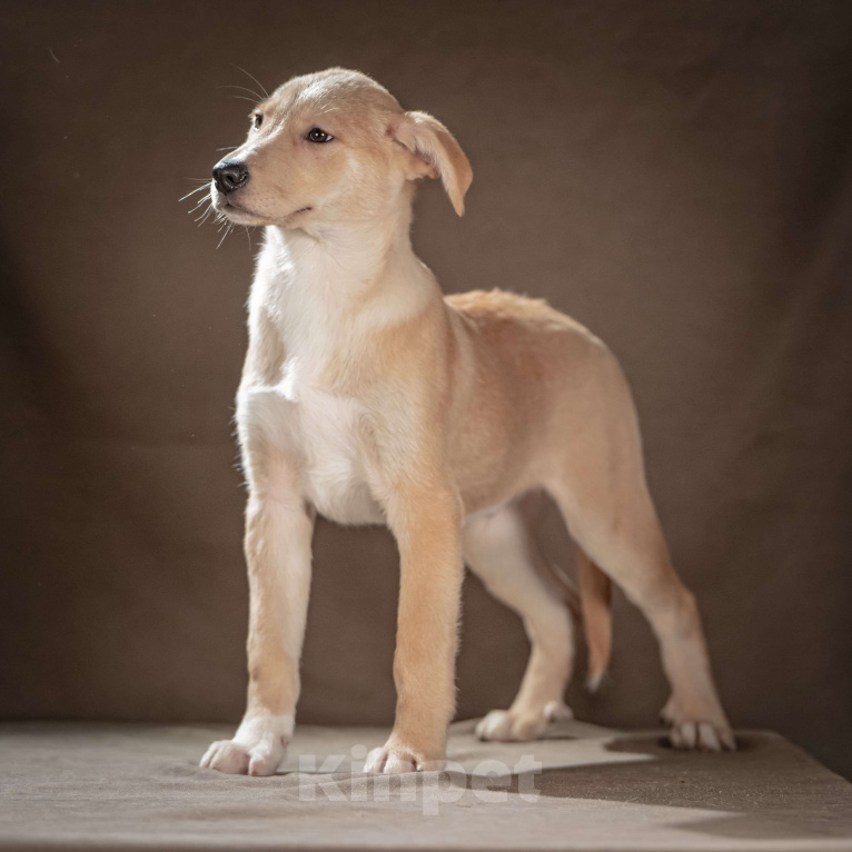 Собаки в Клине: Марли — верный и преданный друг, который готов вручить вам своё сердце и следовать за вами по пятам Мальчик, Бесплатно - фото 2