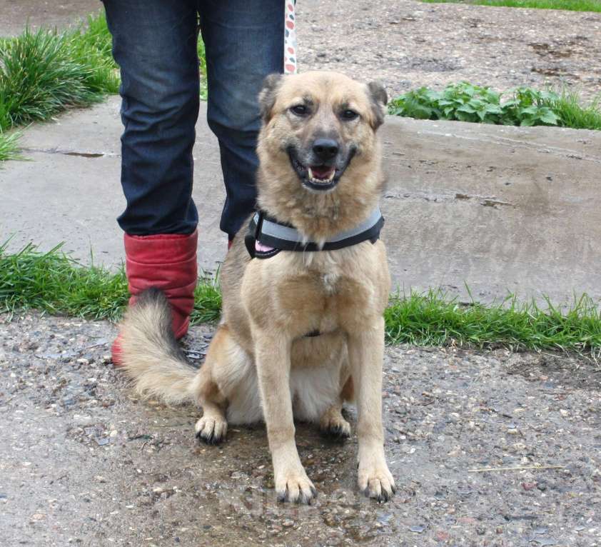 Собаки в Москве: Добрая, ласковая собака Лада всю жизнь ждет своего родного ЧЕЛОВЕКА! Девочка, Бесплатно - фото 9