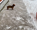 Собаки в Туле: Пропала собака Мальчик, 5 000 руб. - фото 3