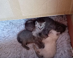 Кошки в других городах Воронежской области: Отдам в добрые руки Девочка, Бесплатно - фото 1