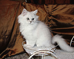 Кошки в Москве: Персидский котенок Ричард Марс Д.М Мальчик, 1 руб. - фото 2