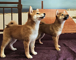 Собаки в Санкт-Петербурге: щенки СИБА Ину рыжие Шиба Ину Мальчик, 60 000 руб. - фото 1