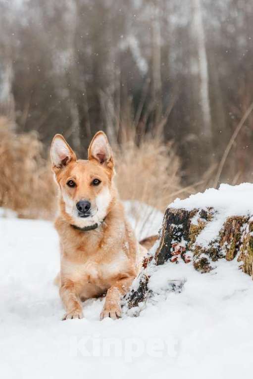 Собаки в Москве: Рыжая красавица собачка Белла в добрые руки Девочка, 1 руб. - фото 7