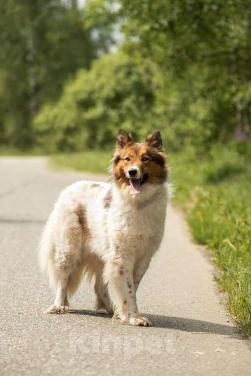 Собаки в Москве: Леся, Лисичка, девочка, 2 года, путешественница и умница! Девочка, Бесплатно - фото 10