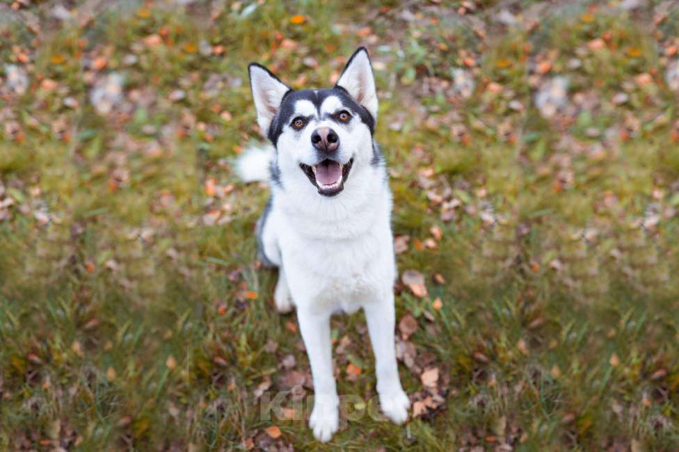 Собаки в Москве: Вест - собака-компаньон Мальчик, Бесплатно - фото 6