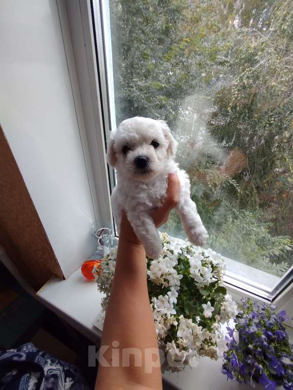 Собаки в Омске: Девочка Девочка, 70 000 руб. - фото 2