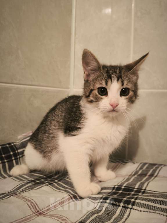 Кошки в Санкт-Петербурге: Идеальное дите мальчик 2 мес Мальчик, 100 руб. - фото 4