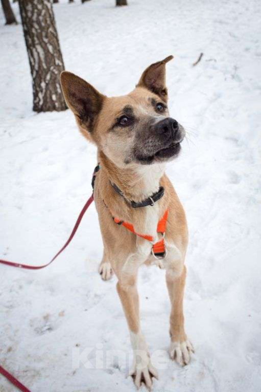 Собаки в Москве: Красотка Девочка, Бесплатно - фото 2