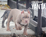 Собаки в Саратове: Американский Булли Питомник Мальчик, 150 000 руб. - фото 3