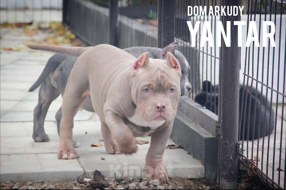 Собаки в Саратове: Американский Булли Питомник Мальчик, 150 000 руб. - фото 3