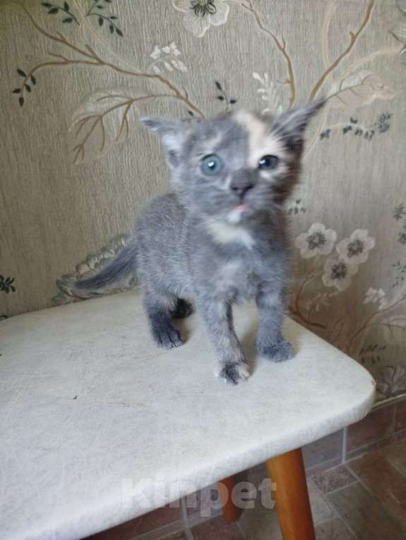 Кошки в Подольске: дом для котейки Девочка, Бесплатно - фото 4