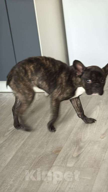 Собаки в Санкт-Петербурге: Кира Девочка, 1 000 руб. - фото 2