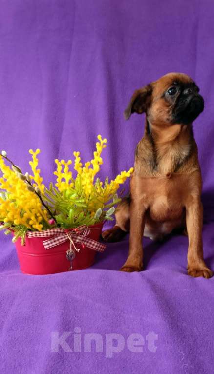 Собаки в Санкт-Петербурге: Рыжее солнышко Мальчик, Бесплатно - фото 1