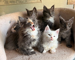 Кошки в Санкт-Петербурге: Котята Мейн-кун Разнополые, Бесплатно - фото 1