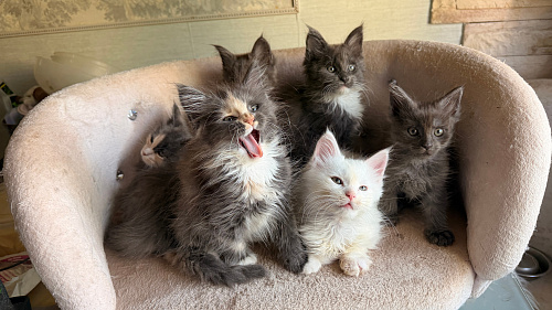 Котята Мейн-кун