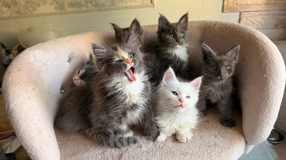Кошки в Санкт-Петербурге: Котята Мейн-кун Разнополые, Бесплатно - фото 1