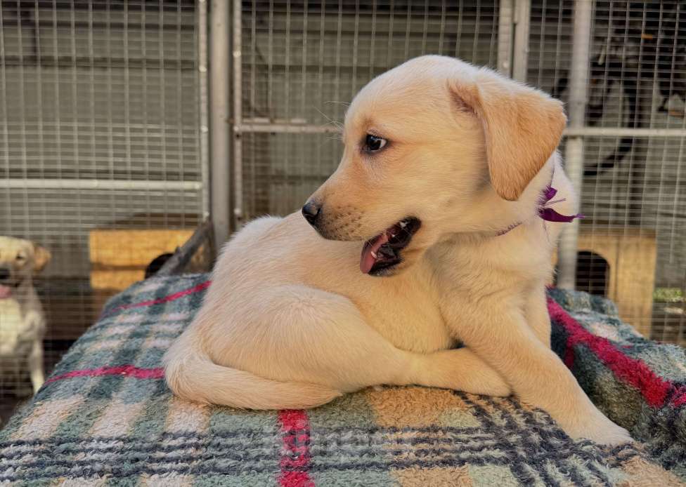Собаки в Краснодаре: Щенок лабрадора палевый  Девочка, 25 000 руб. - фото 7