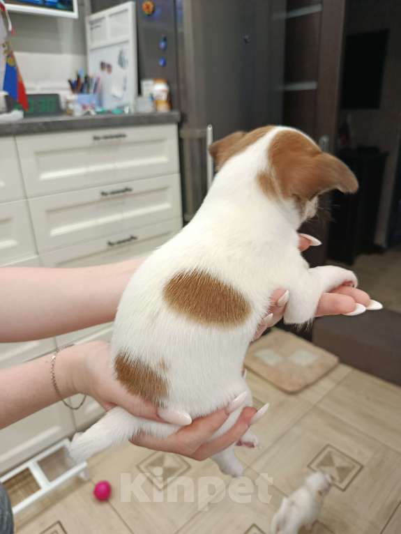 Собаки в Иваново: Щенок девочка чихуахуа Девочка, 25 000 руб. - фото 2