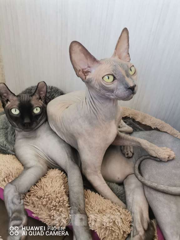 Кошки в Самаре: Чистокровная страйт эльф  Девочка, Бесплатно - фото 3