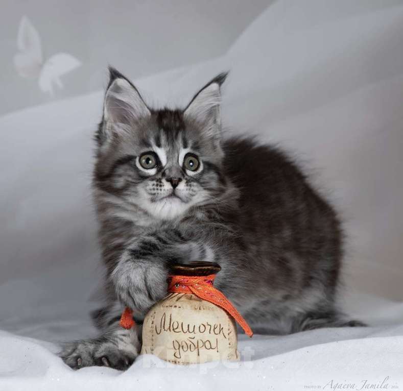 Кошки в Москве: Аврора - сама нежность Девочка, 130 000 руб. - фото 4