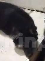 Собаки в Москве: Ищем дом щенкам метисикам Мальчик, Бесплатно - фото 4