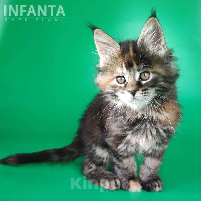 Кошки в других городах Воронежской области: Infanta Dark Flame Девочка, 50 000 руб. - фото 4