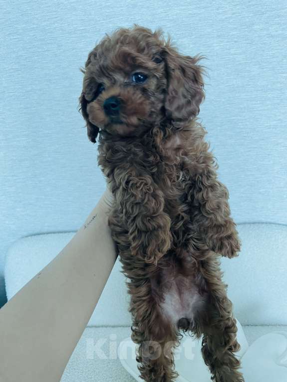 Собаки в Новокузнецке: Продам щенков мальтипу Разнополые, 90 000 руб. - фото 5