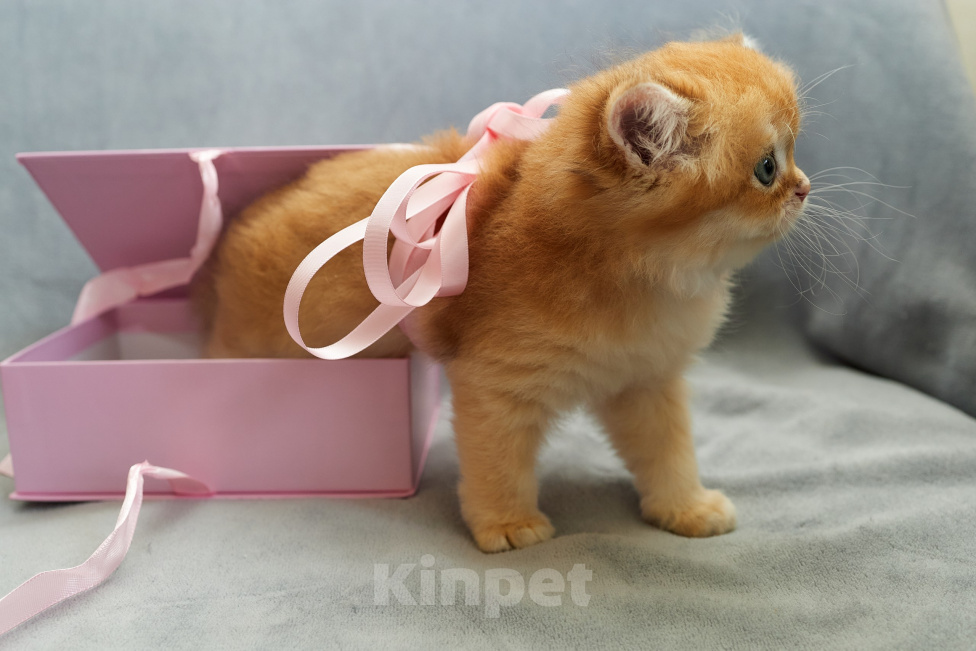 Кошки в Челябинске: Британский котенок Мальчик, Бесплатно - фото 4