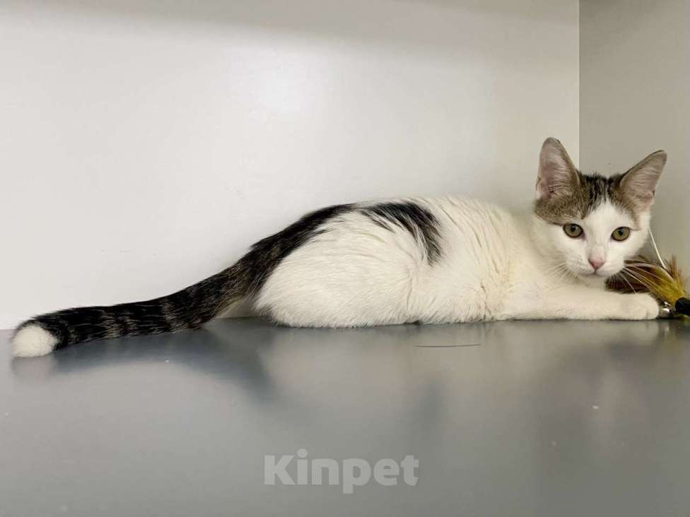 Кошки в Москве: Котенок-подросток в шапочке в добрые руки Мальчик, Бесплатно - фото 7