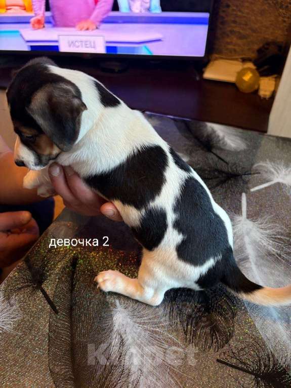 Собаки в Москве: Щенок 2 Девочка, 30 000 руб. - фото 2