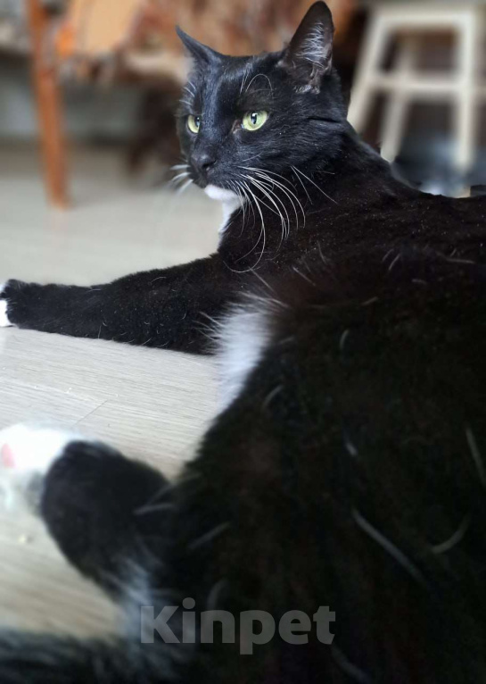 Кошки в Москве: Кеша внесет распорядок в вашу жизнь Мальчик, Бесплатно - фото 6