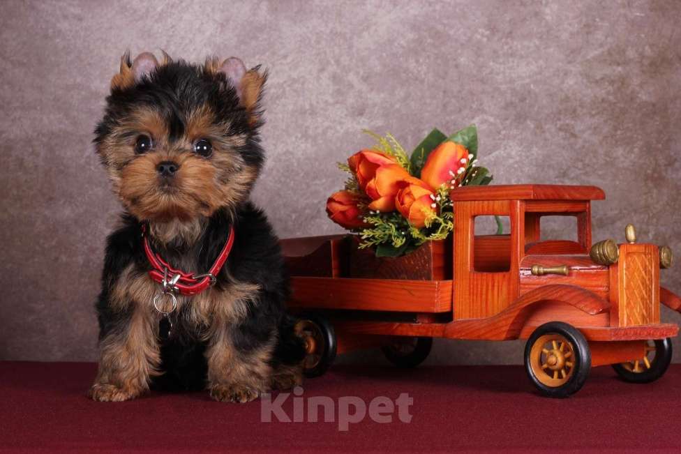 Собаки в Москве: Йоркширский курносый  красавчик Ярослав  РКФ Мальчик, 45 000 руб. - фото 3