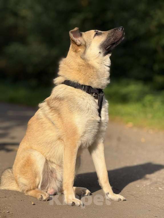 Собаки в Москве: Щенок Норд Мальчик, Бесплатно - фото 3