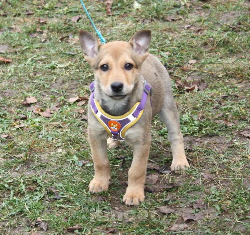 Собаки в Москве: Чудесная малышка Ириска ищет любящую семью  Девочка, Бесплатно - фото 1