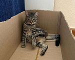 Кошки в Самаре: Отдам в добрые руки кошечку Девочка, Бесплатно - фото 2