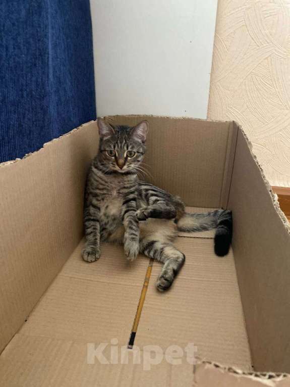 Кошки в Самаре: Отдам в добрые руки кошечку Девочка, Бесплатно - фото 2