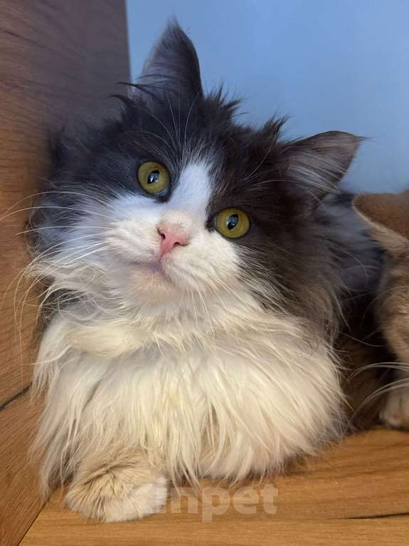 Кошки в Липецке: Котята Мальчик, Бесплатно - фото 6