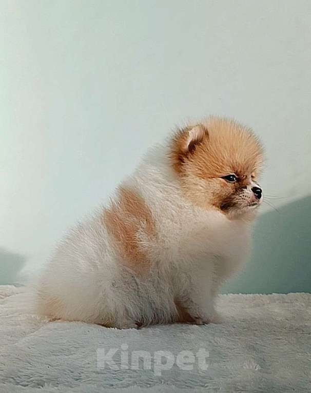 Собаки в Москве: Померанский шпиц, мини девочка Девочка, 25 000 руб. - фото 7