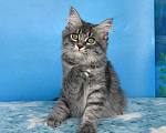 Кошки в Москве: Сибирский котёнок Девочка, Бесплатно - фото 3