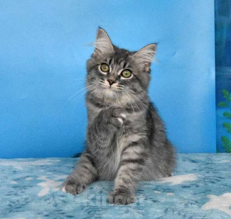 Кошки в Москве: Сибирский котёнок Девочка, Бесплатно - фото 3