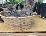 Кошки в Севастополе: Котята Разнополые, Бесплатно - фото 4